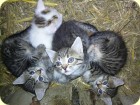 S��e Katzenbabys am Talhof